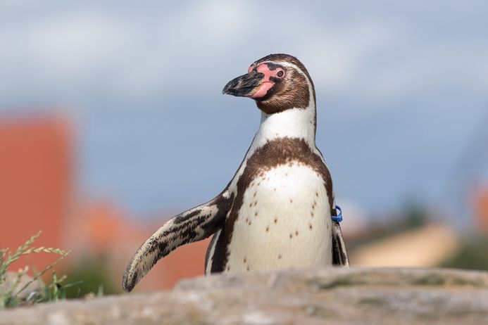 Pinguin-Dame Alexandra schaut neugierig wer da kommt