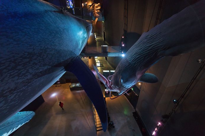 Foto auf den Ausstellungsraum "1:1 Riesen der Meere" von oben, aus der Perspektive der lebensgroßen Walmodelle.
