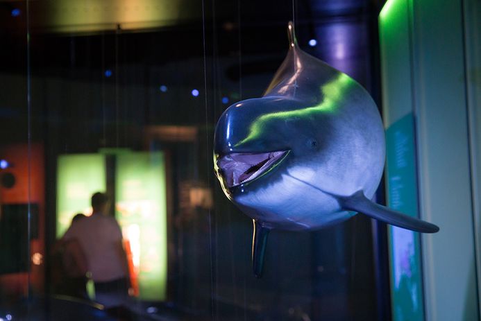 In einer Ausstellungsvitrine hängt ein Schweinswal-Exponat. Im Hintergrund steht ein Pärchen.