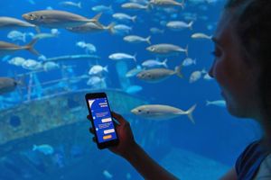 Eine Frau blickt auf die geöffnete App "Frag-Walfred!" auf Ihrem Smartphone vor einem Aquarium. 