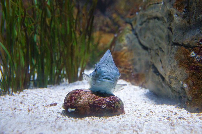Ein kleiner Seehase, festgesaugt an einem Stein im Ostsee-Aquarienrundgang des OZEANEUMs