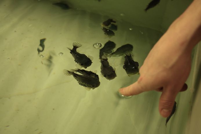 Diese jungen Seehasen müssen noch hinter den Kulissen des OZEANEUMs wachsen, bis sie in die Schaubecken umziehen. (Foto: Romy Kiebel/Deutsches Meeresmuseum)