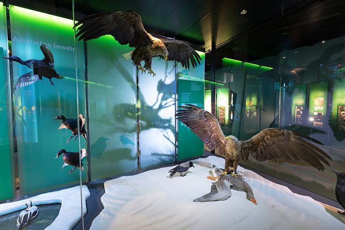 In einem Diorama sind Seeadler und andere Küstenvögel positioniert.