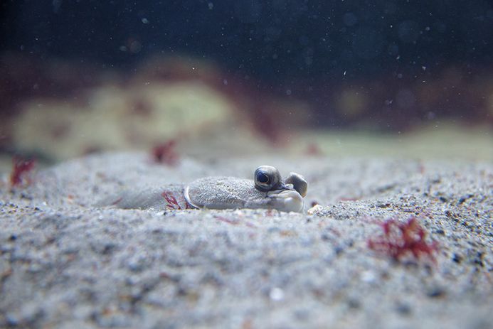 Eine Scholle, versteckt im Wattenmeer-Sand