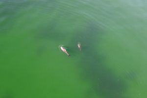 An der Oberfläche der grünlichen Ostsee schwimmt eine Schweinswal-Mutter mit ihrem Kalb. Das Kalb stößt eine kleine Fontäne aus.