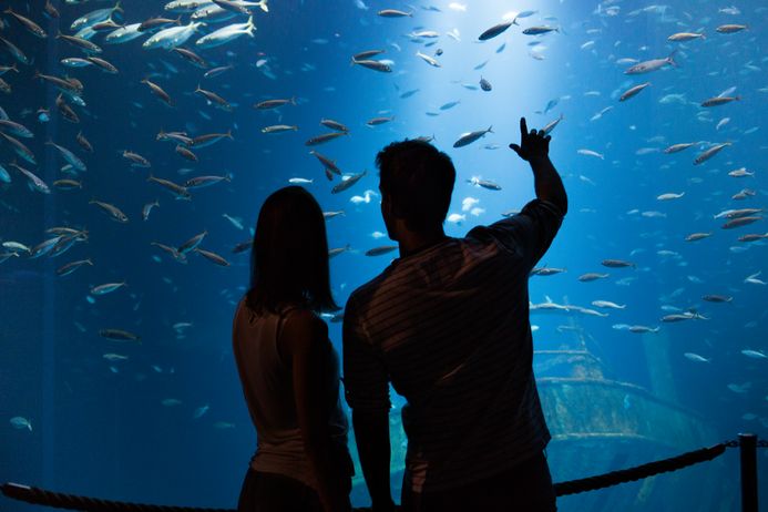 Paar vor Aquarium mit Fischschwarm