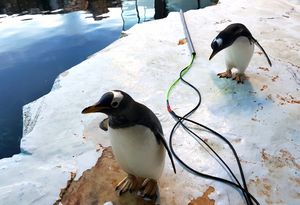 Eselspinguine im Odense Zoo