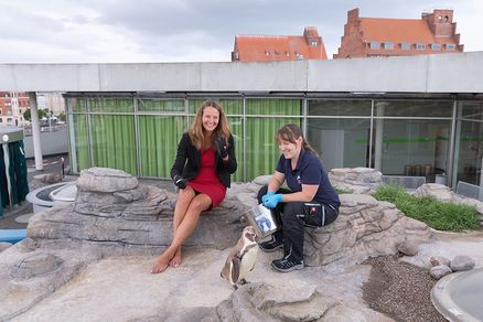 Bildungsministerin Bettina Martin mit Tierpflegerin Laura beim Füttern der Humboldt-Pinguine (Foto: Anke Neumeister/Deutsches Meeresmuseum)