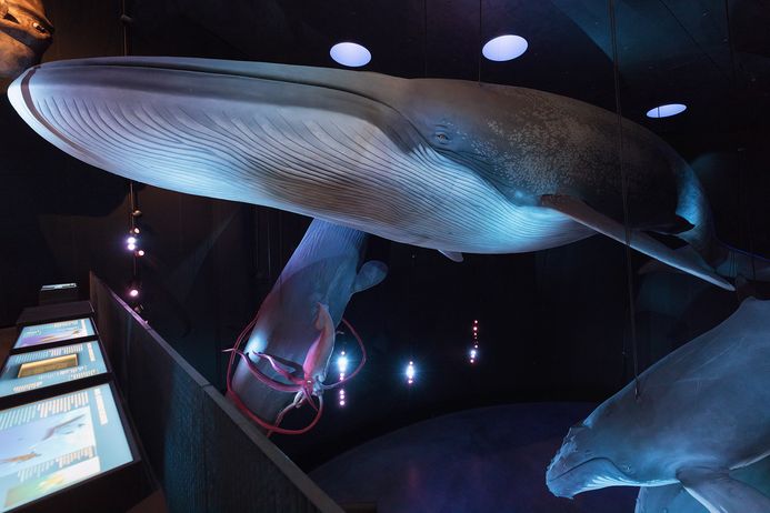Blauwal in der Ausstellung 1:1 Riesen der Meere im OZEANEUM