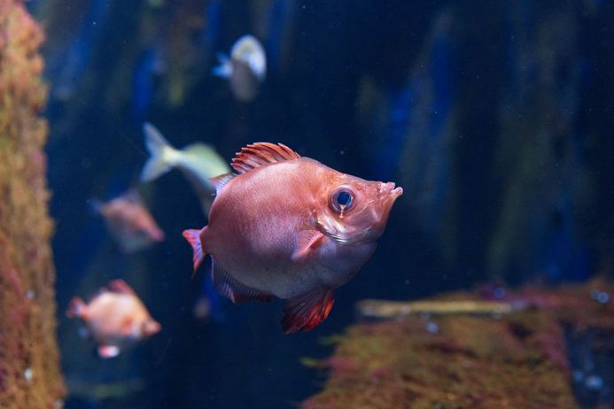 Eberfisch im Aquarium des OZEANEUMs