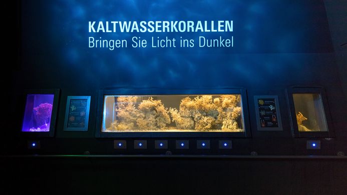 Kaltwasserkorallen im OZEANEUM Stralsund