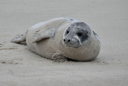 Eine Robbe liegt am Strand. Foto: Nicola Boll/BUND