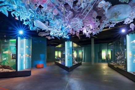 Panoramafoto mit drei Vitrinen in der Ostsee-Ausstellung. Darüber schwebt die sogenannte Planktonwolke, eine Installation, die Plankton stark vergrößert zeigt.